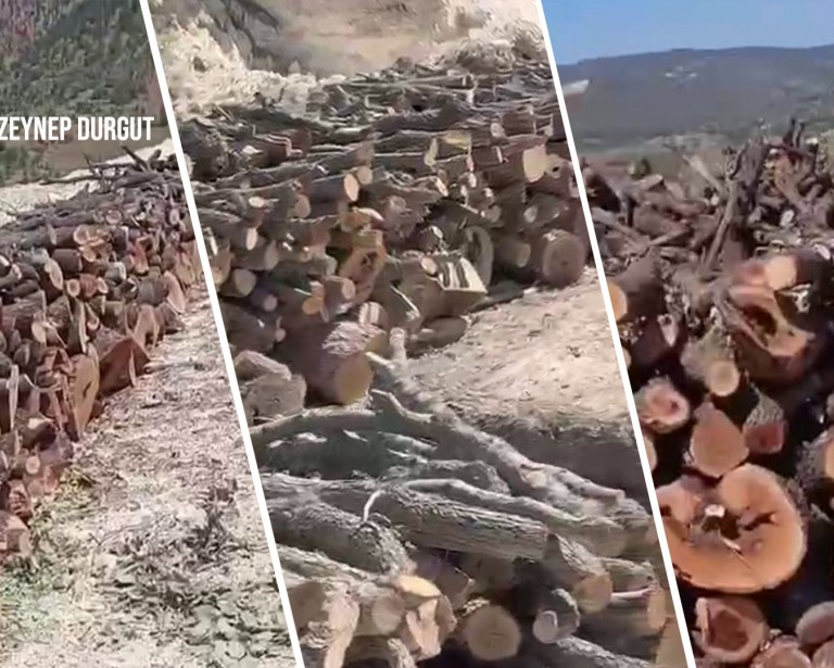 Tree slaughter in Gabar grows 